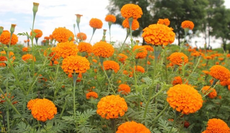 ४३ करोडको सयपत्री, तिहारमा मात्र ११ करोडको कारोबार