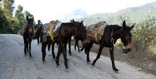 खच्चरका घण्टीले गुञ्जायमान सडकमा मोटरसाइकल