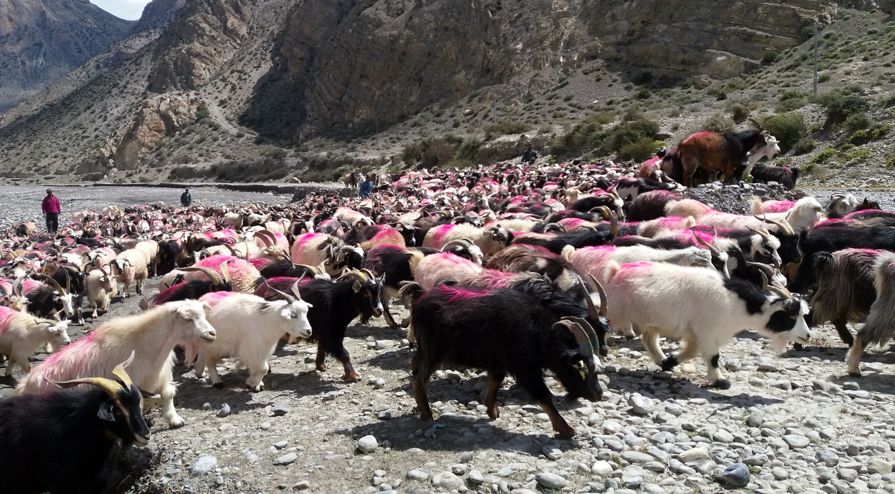 दशैँका लागि सोह्र हजार भेडाच्याङ्ग्रा