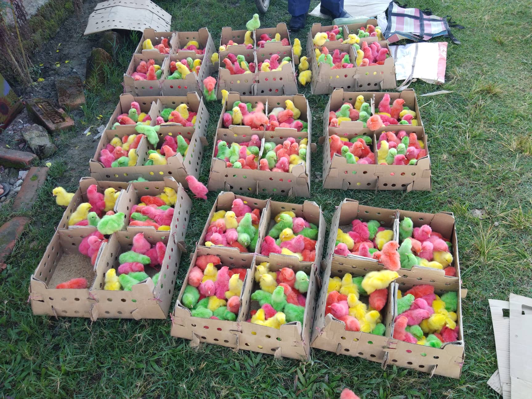 अवैध रंगोलीमा रगीन चल्ला नष्ट