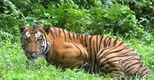 १३ जना मान्छे खाने बाघ मारियो