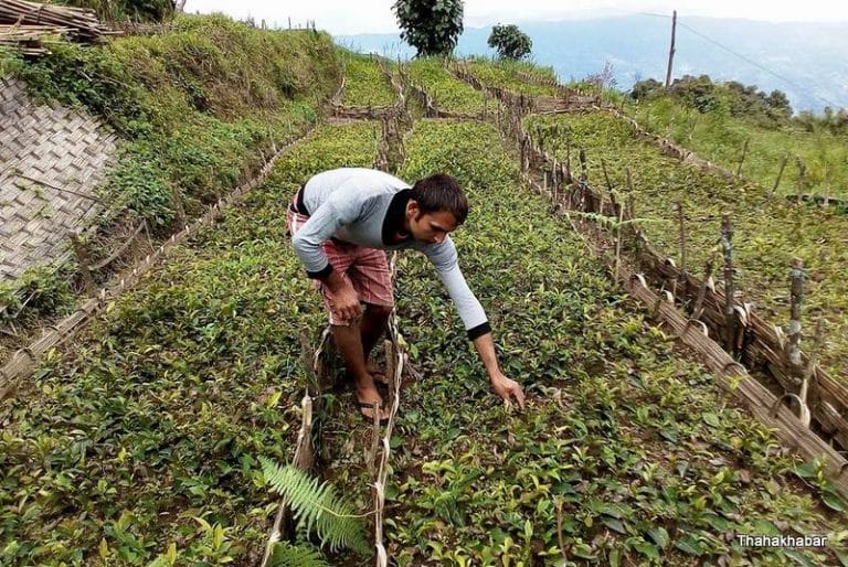 जनमुक्ति सेनाका पूर्वकमाण्डर जडीबुटी खेतीमा जम्दै