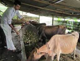 विदेशबाट फर्किएर कृषि र पशुपालनमा