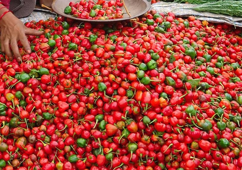 अकबरे खुर्सानी बेचेर दुई लाख आम्दानी