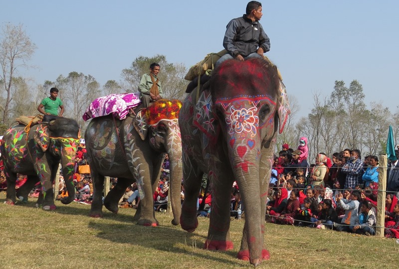 विजुलीकली हात्ती सुन्दरी घोषित