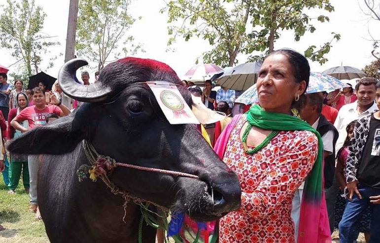 भैँसी सुन्दरी प्रतियोगिता, इशरको भैँसी प्रथम