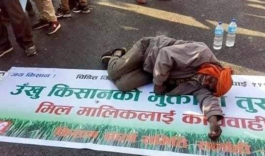पैसा नतिर्ने लाखौं बहाना : गुलियो उखुको नुनिलो कथा