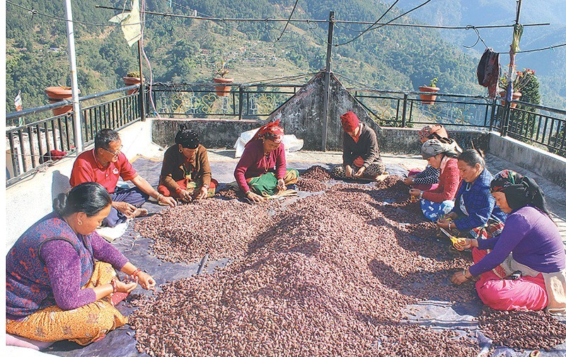 थन्कियो अलैँची