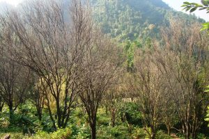 मासिँदै छ सुन्तला