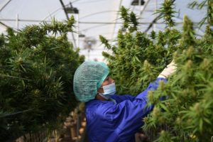 गाँजाखेती वैधानिक भएको घोषणा