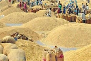 मूल्य निर्धारण नगरिँदा  सस्तोमा धान बेच्दै