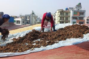 बिस्कुट उद्योगको छानामा गुन्द्रुकको ‘बिस्कुन’