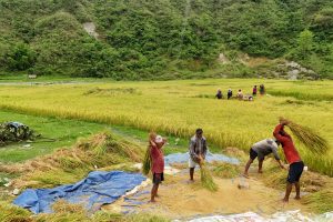 धान थन्क्याउने चटारोमा किसान