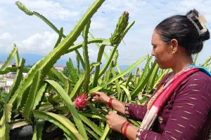 कौसीमा ड्रागन फल खेती गरेर  वार्षिक आठ लाख आम्दानी