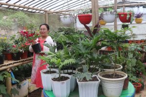 फूलसँग खेल्दाखेल्दै नर्सरी व्यवसाय सुरु गर्नुभएकी सविना