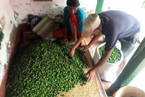आम्दानीको स्रोत ‘अकबरे’