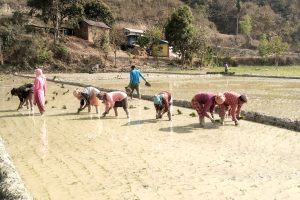 ९६ प्रतिशत धान रोपाइँ