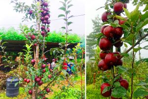 जनप्रतिनिधि व्यावसायिक स्याउखेतीमा रमाउँदै