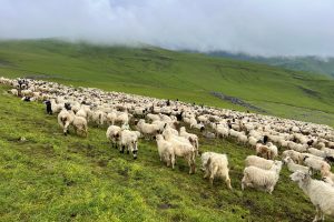 दसैँ सुरु भएसँगै बेसी झर्न थाले भेडीगोठ
