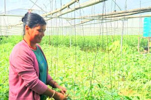 तरकारीखेतीबाट नौ लाख आम्दानी