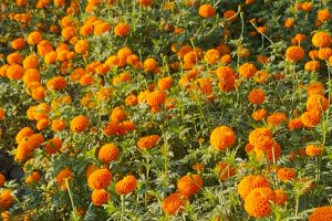 सामूहिक सयपत्री फूलखेतीमा महिला