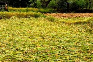 धानबालीमा वर्षाले क्षति