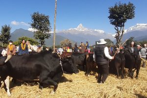 पोखरामा दाइँ महोत्सव