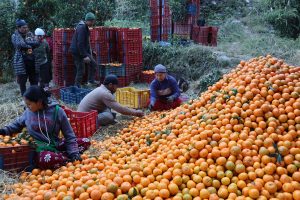 सुन्तला उत्पादनको क्षेत्रफल र मूल्य बढ्यो, उत्पादकत्व  घट्यो