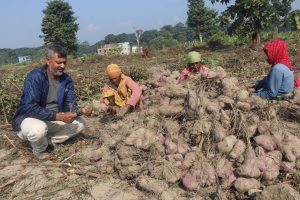 तरुलखेतीबाट २२ जनालाई रोजगारी, सात लाख बचत