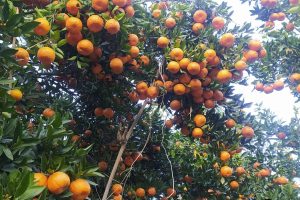 ३२ करोडको सुन्तला निर्यात