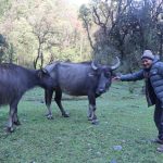 हराउन थाले घुम्ती गोठमा भैँसी पाल्ने चलन