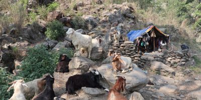 घुम्ती गोठ सङ्कटमा