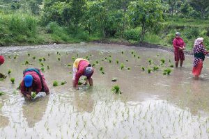 बदलिँदो मौसमले फेरिएको किसानको ‘क्यालेन्डर’