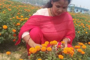 फूलखेतीबाट आत्मनिर्भरसँगै आम्दानी गर्दै धनगढीकी सुशीला