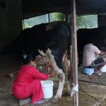 साउदी छाडेर गाईभैँसीपालन, दूध बेचेरै मासिक एक लाख आम्दानी