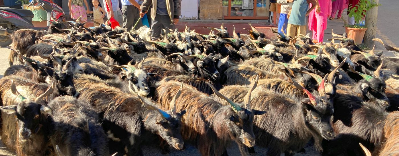 दसैँका च्याङ्ग्राको मूल्य महँगो, रोज्जाकै ५० हजार