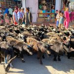 दसैँका च्याङ्ग्राको मूल्य महँगो, रोज्जाकै ५० हजार