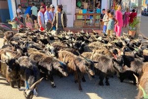 दसैँका च्याङ्ग्राको मूल्य महँगो, रोज्जाकै ५० हजार
