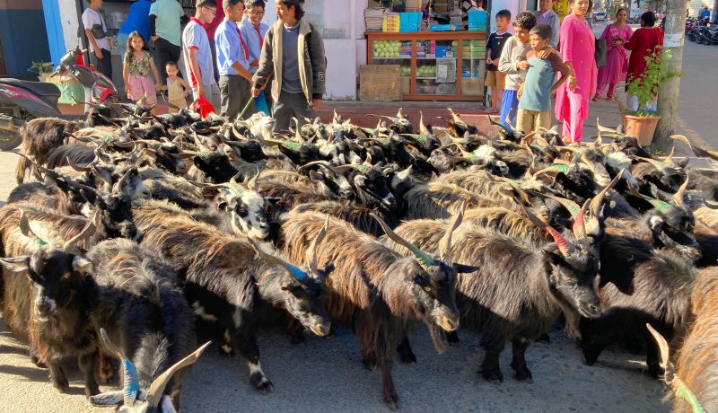 दसैँका च्याङ्ग्राको मूल्य महँगो, रोज्जाकै ५० हजार