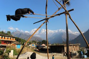 हराउन थाले दसैँका परम्परागत पिङ