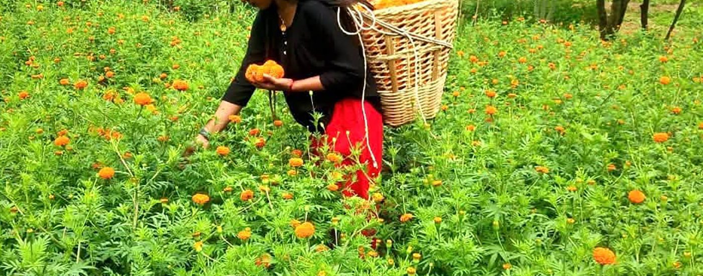 आँबुखैरेनीमा ४५ रोपनीमा सयपत्री फूलखेती