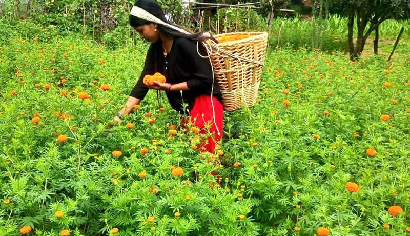 आँबुखैरेनीमा ४५ रोपनीमा सयपत्री फूलखेती